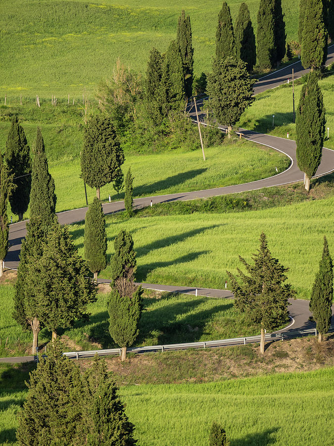 Winding cypress lane in Tuscany #1 Photograph by Tosca Weijers