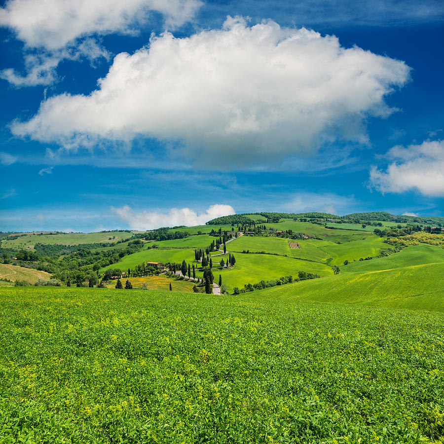 Winding Road In Tuscany #1 by Gehringj