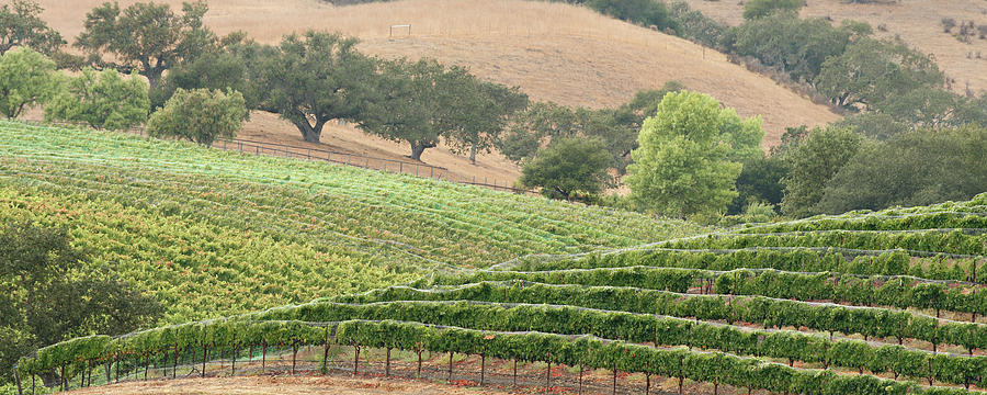 Wine Country Scenic #1 Photograph by S. Greg Panosian