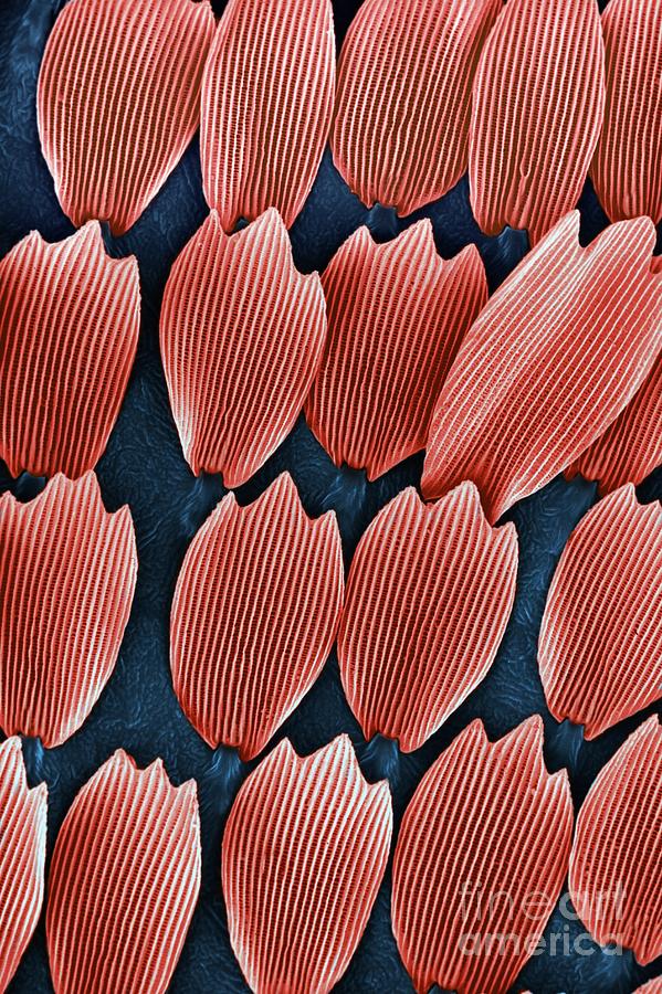Wing Scales Of Gonepteryx Rhamn #1 Photograph by Dr Jeremy Burgess/science Photo Library