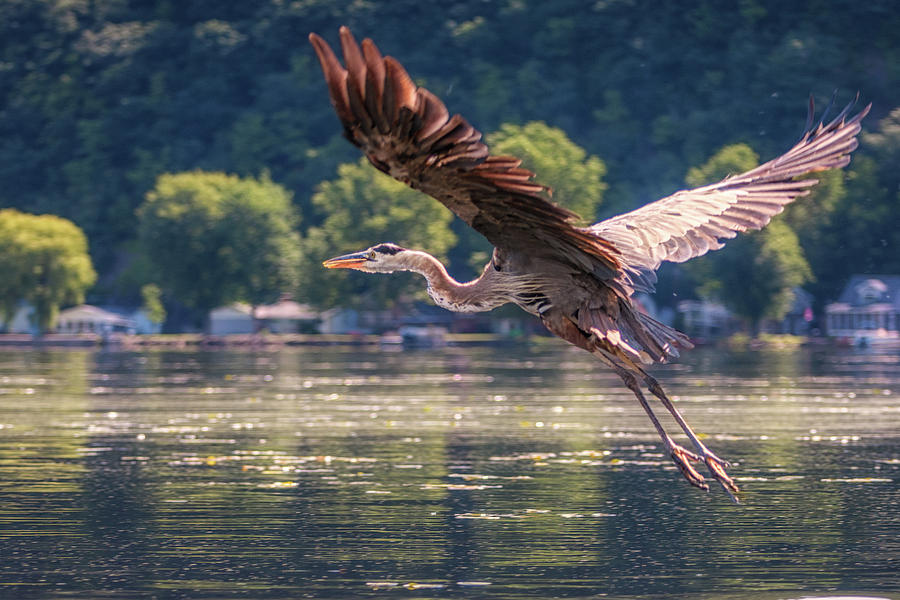 Wing Span by Joann Long Wing Span by Joann Long