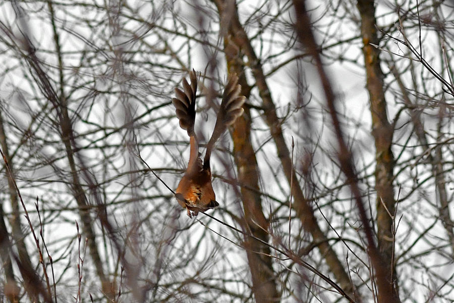 Wings #1 Photograph by Asbed Iskedjian - Fine Art America