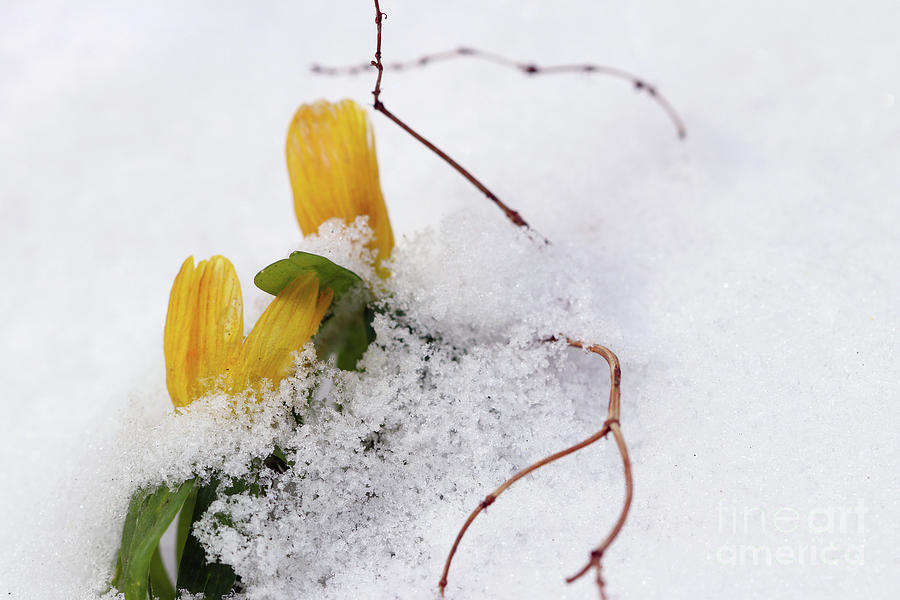 Spring Photograph - Winter aconite flowering in the snow #1 by Michal Boubin