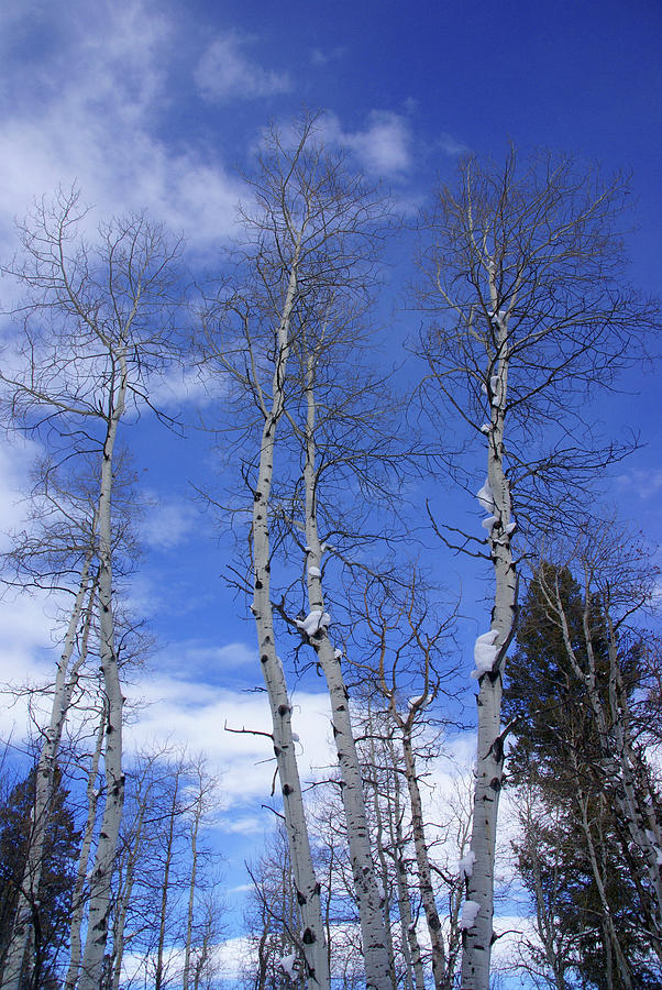 Winter, aspens in snow with blue sky #1 Photograph by Steve Estvanik