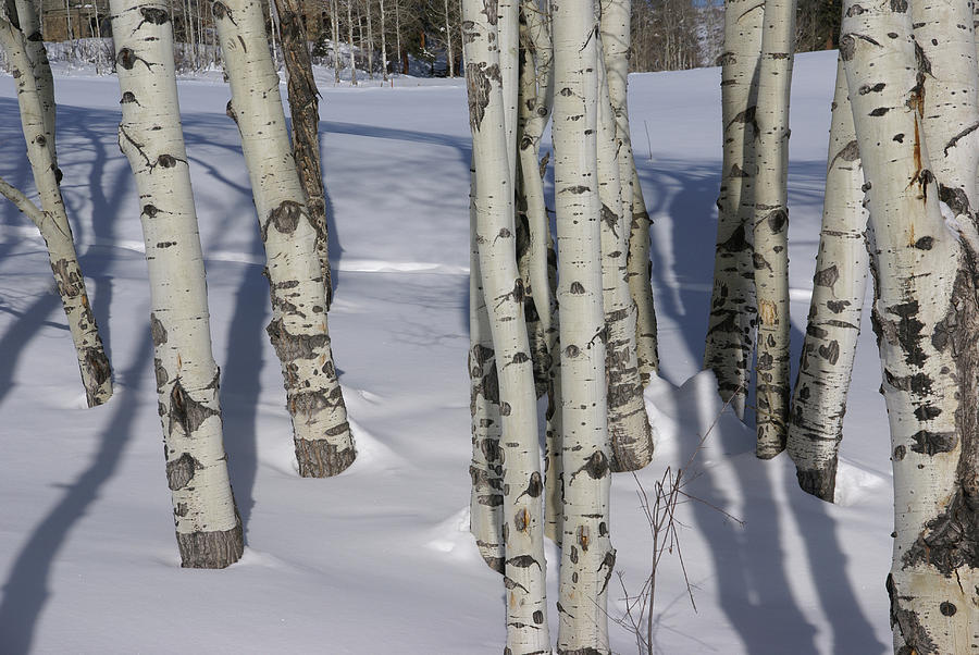 Winter, bare aspens in snow  #1 Photograph by Steve Estvanik