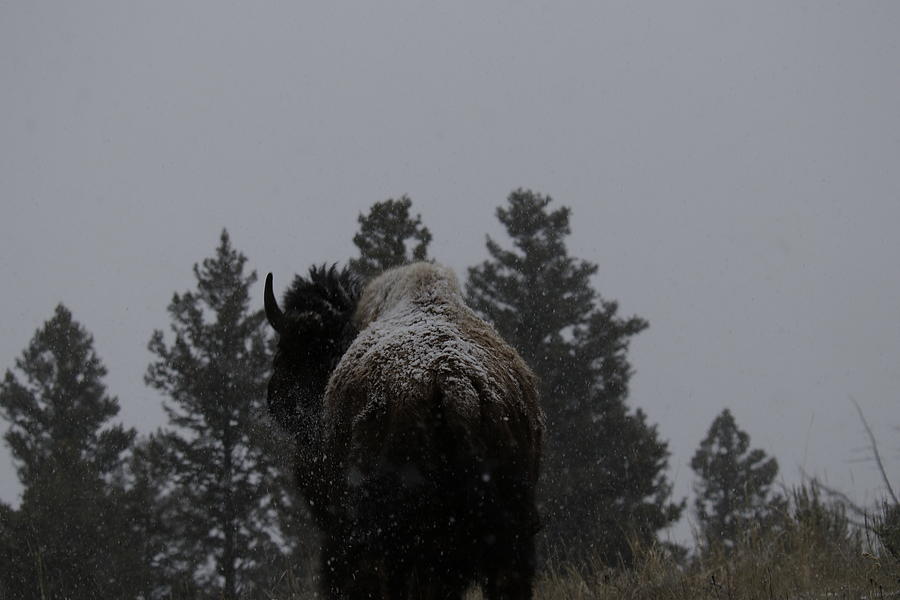 Winter Bison #1 Photograph by C Ribet