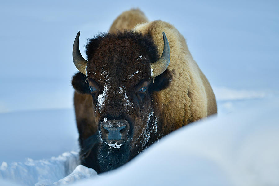 Yellowstone National Park Photograph - Winter Bison #1 by Surjanto Suradji