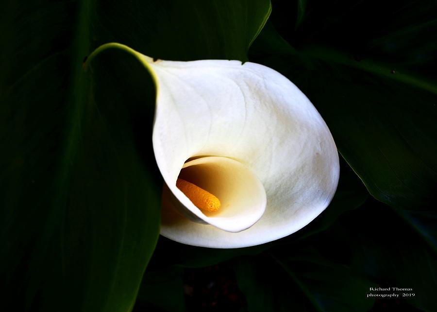 Winter Calla Lily #2 Photograph by Richard Thomas