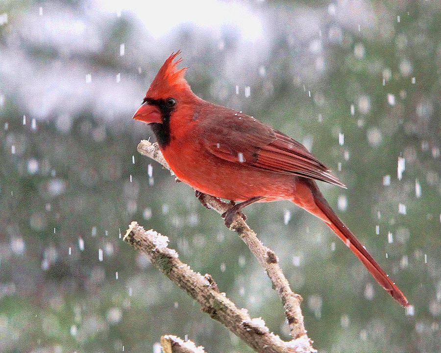 Winter Cardinal #1 Photograph by John Freidenberg