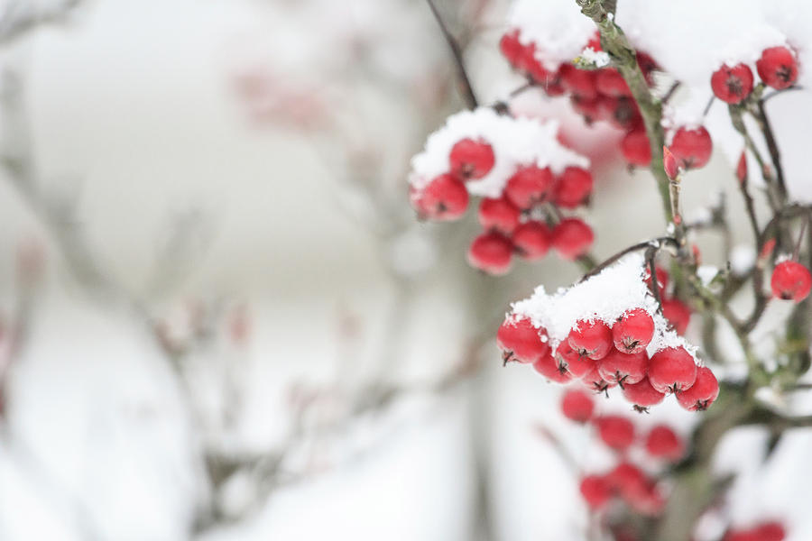Winter Crabapples #1 Photograph by Joni Eskridge