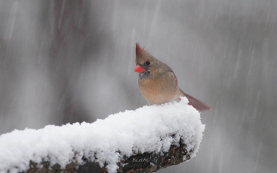 Winter Female Cardinal #1 Photograph by Diane Giurco