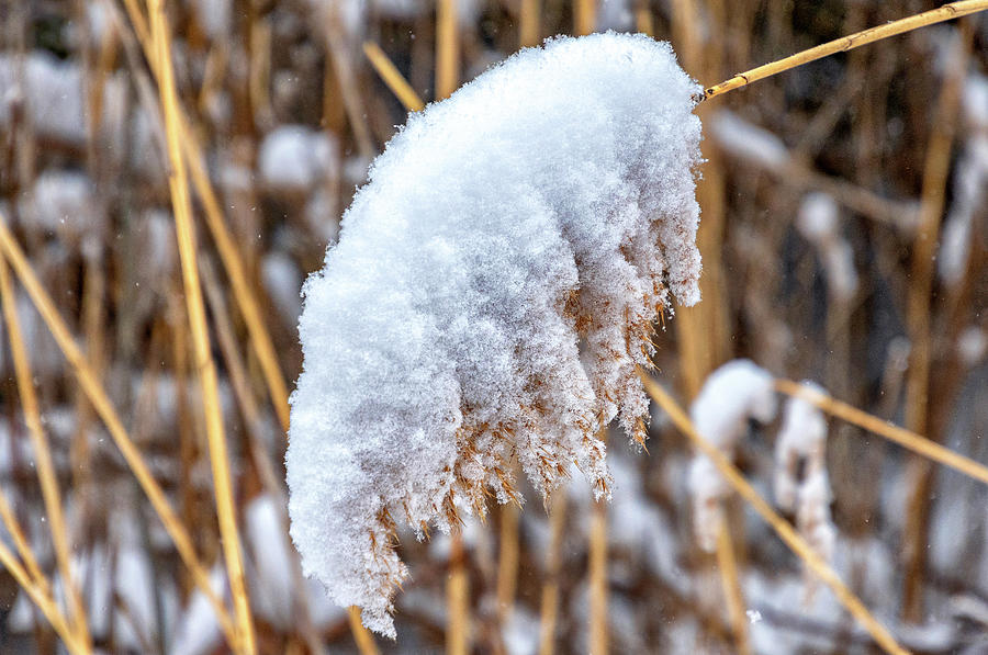 Winter Grass Photograph