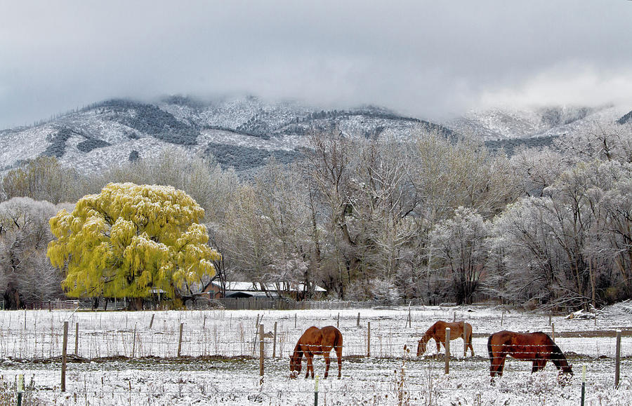 Winter In Taos #1 Photograph by Robert Woodward