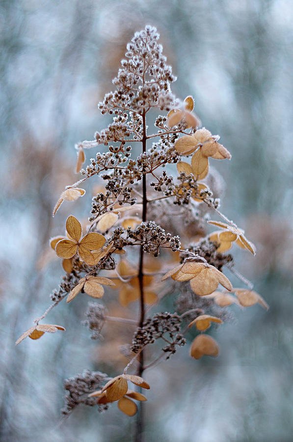 Flower Photograph - Winter Lace #1 by Jacky Parker