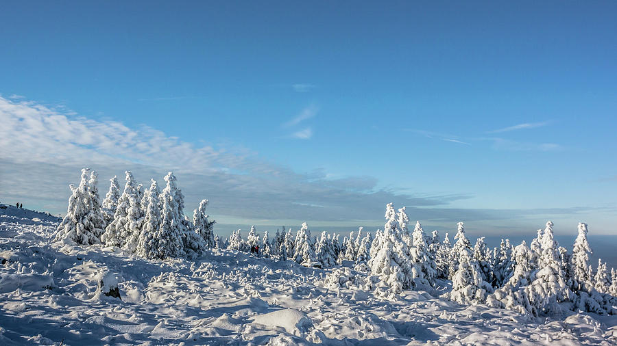 Winter Landscape With Forest, Schierke, Brocken, Harz, Harz National ...