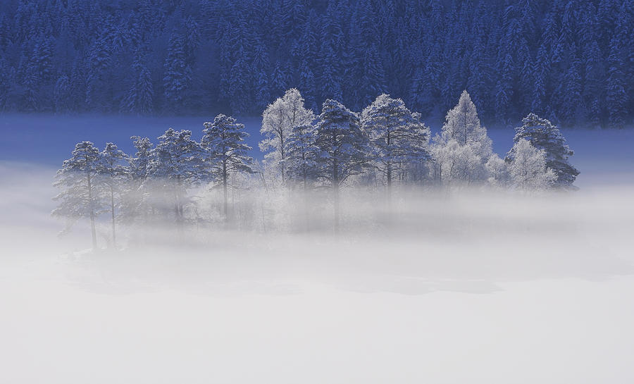 Winter Light #1 Photograph by Norbert Maier