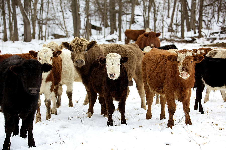 Winter Livestock Cattle Series #1 Photograph by Eyecrave