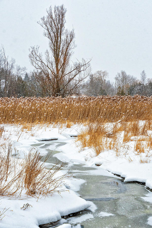 Winter Marsh Photograph