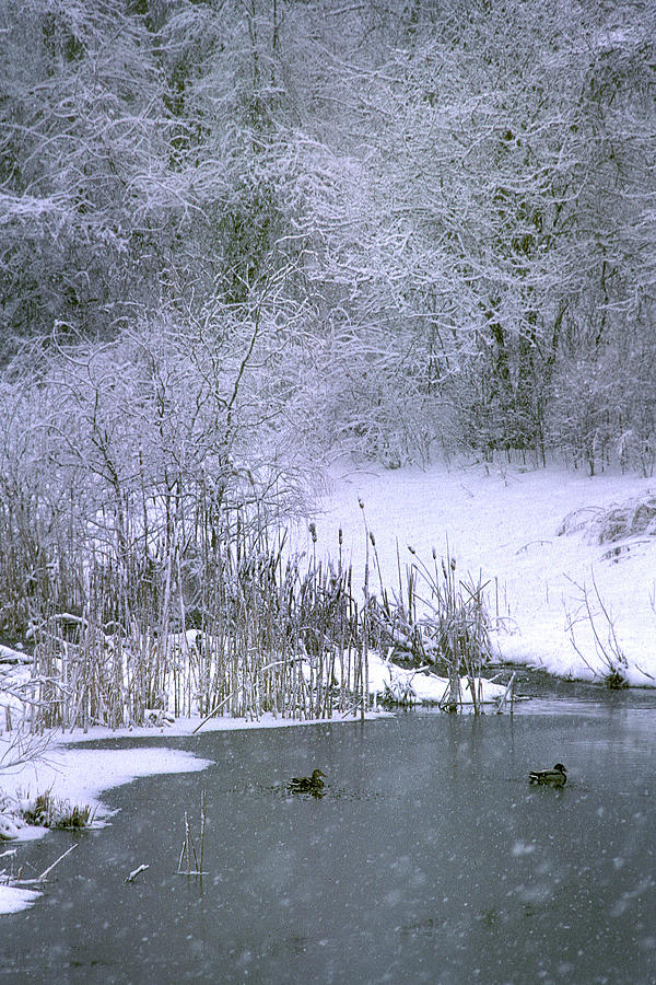 Winter Pond #1 Photograph by Jerry Griffin