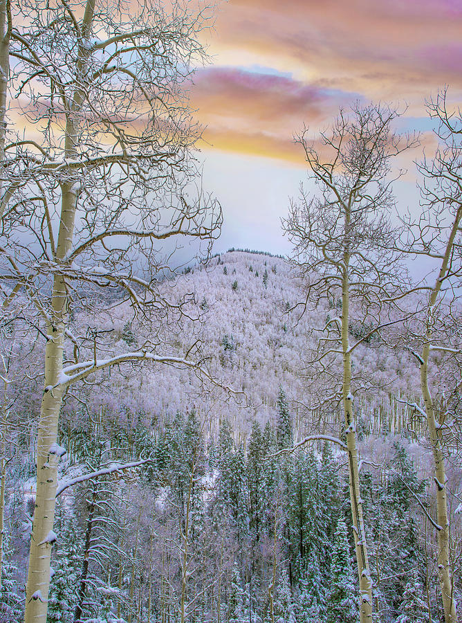 Winter Quaking Aspen, Aspen Vista, Santa Fe National Forest, New Mexico #1 Photograph by Tim Fitzharris