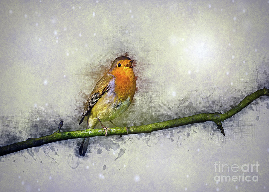 Winter Robin #1 Drawing by Ian Mitchell