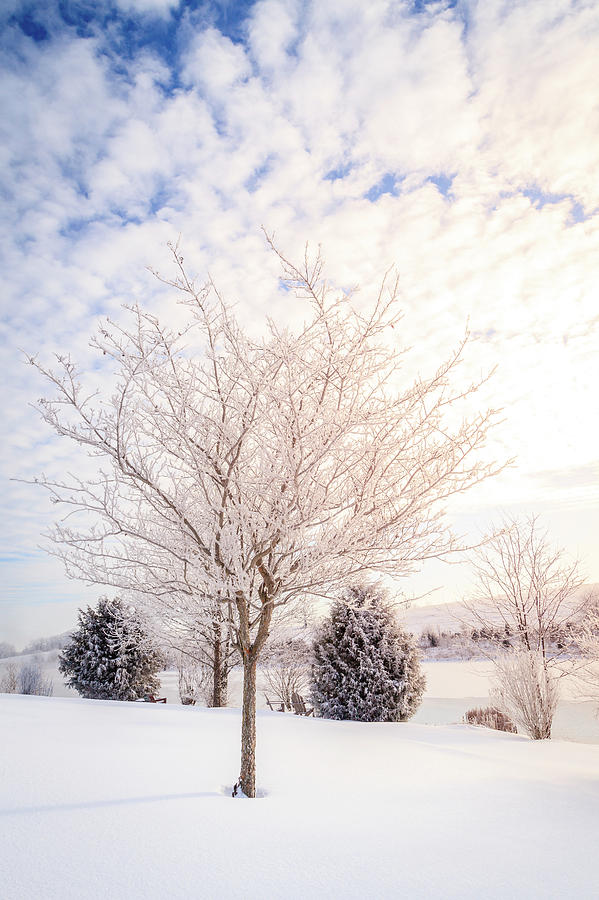 Winter scene in Central Kentucky #1 Photograph by Alexey Stiop
