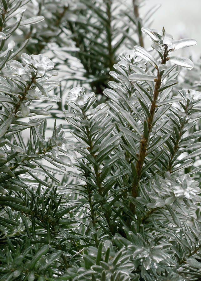 Winter Photograph - Winter Spectacular - Hicks Yew Closeup #1 by Leslie Montgomery