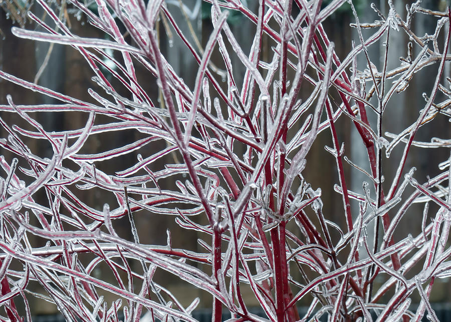 Winter Spectacular Silver Leaf Dogwood Photograph By Leslie Montgomery