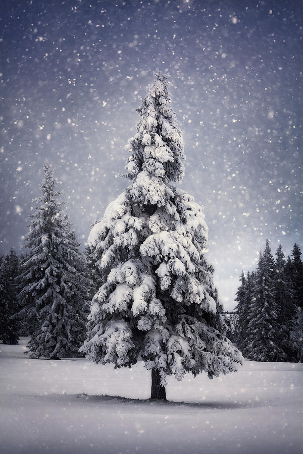 Winter Tree #1 Photograph by Borchee