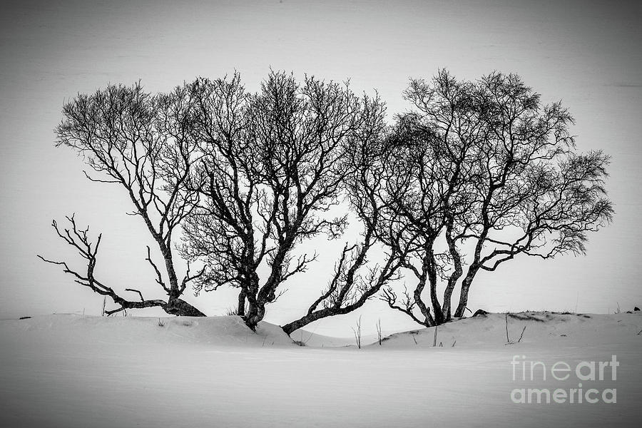Winter Trees #2 Photograph by Inge Johnsson