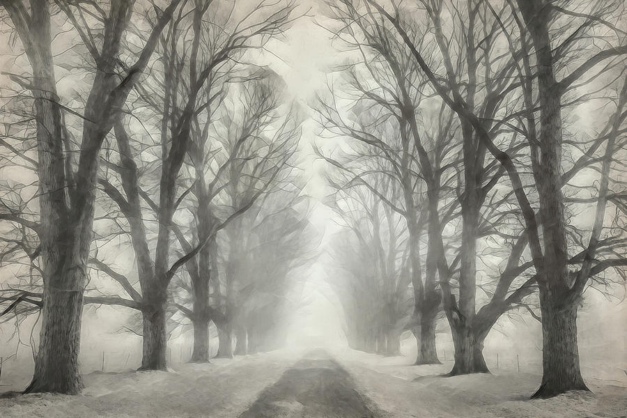 Winter Trees Digital Art by Terry Davis