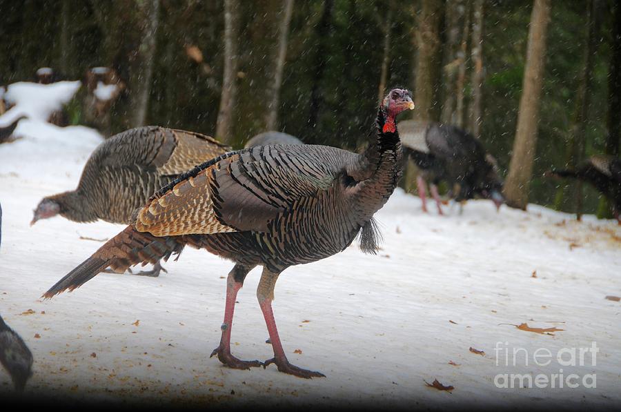 Winter turkeys #1 Photograph by Sandra Updyke