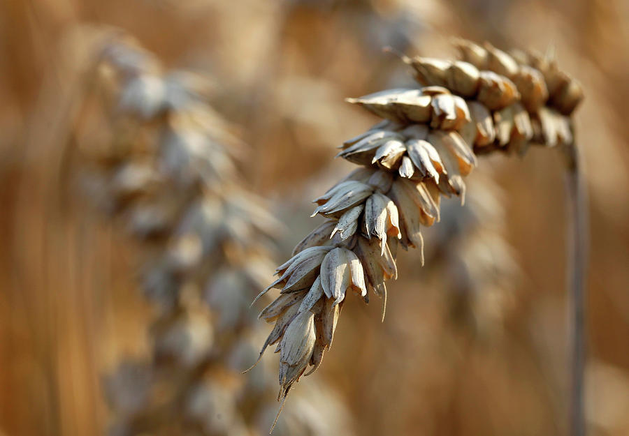 Winter Wheat is Pictured at Field Photograph by Michaela Rehle - Fine ...