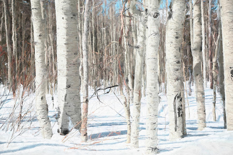 Dixie National Forest Photograph - Winter White by Donna Kennedy Dixie National Forest Photograph - Winter White by Donna Kennedy