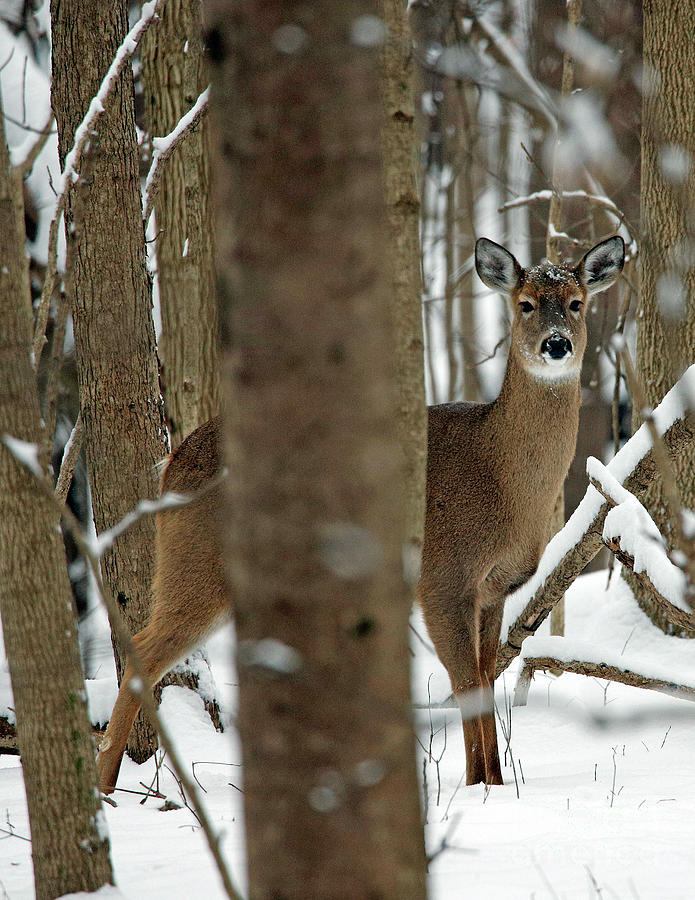 Winter Whitetail Photograph by Steve Gass - Fine Art America