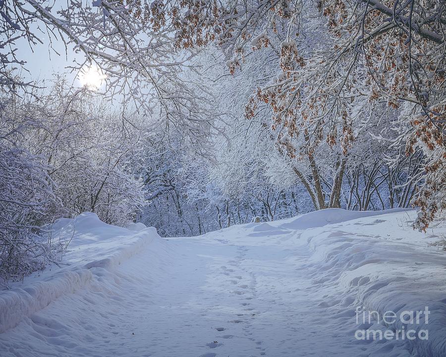 Winter Wonderland Photograph by Susan Rydberg