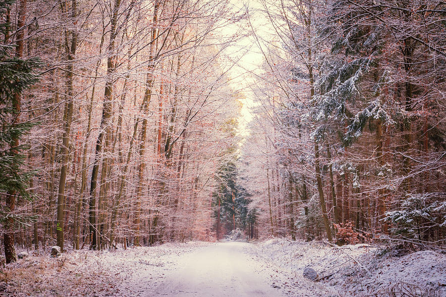 Winter Photograph - Winter Woodland Road by Toby Luxberg Winter Photograph - Winter Woodland Road by Toby Luxberg