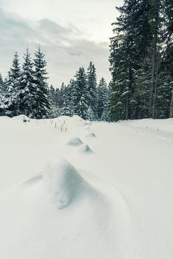 Winter Photograph - Winter Woodland by Toby Luxberg Winter Photograph - Winter Woodland by Toby Luxberg