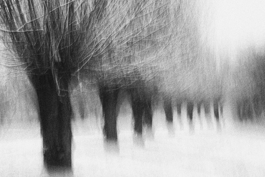 Tree Photograph - Winterwillows #1 by Jacqueline Van Bijnen