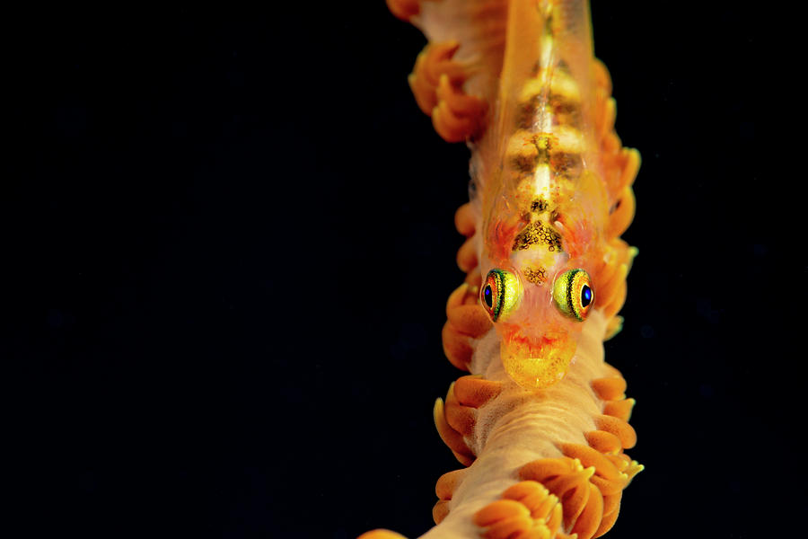 Wire-coral Goby  Bryaninops Yongei #1 Photograph by Dave Fleetham
