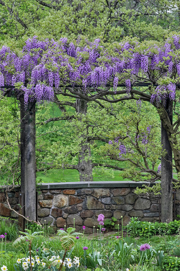 Spring Photograph - Wisteria In Full Bloom On Trellis #1 by Darrell Gulin
