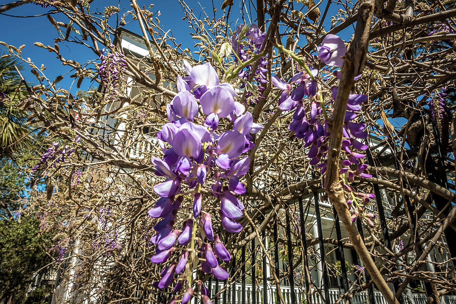 Wisteria on metal garden fence with a street view #1 Photograph by Alex Grichenko