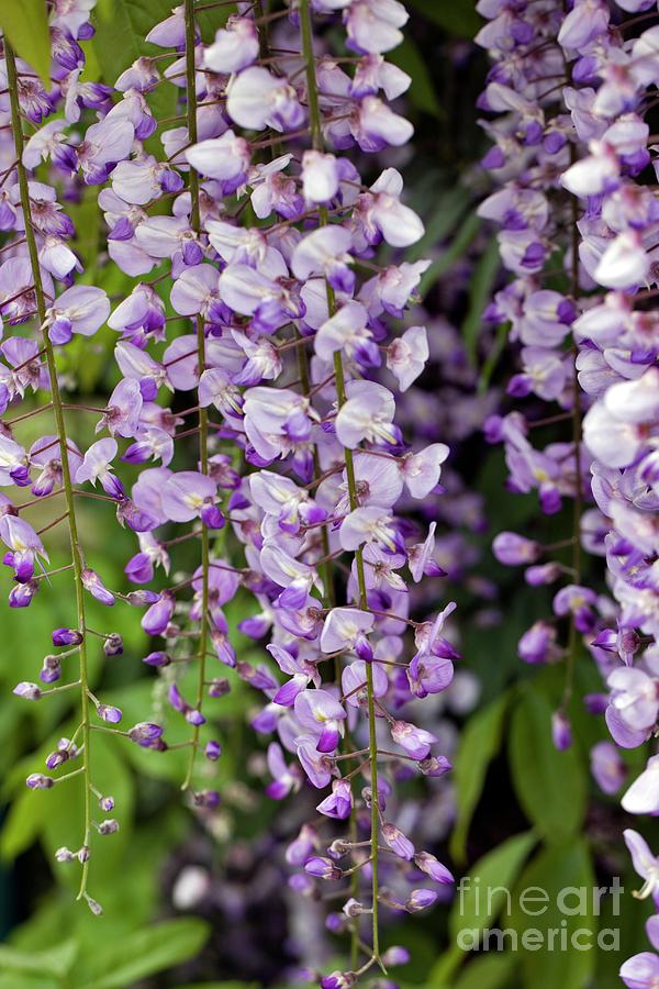 Wisteria Sp #1 Photograph by Dr Keith Wheeler/science Photo Library