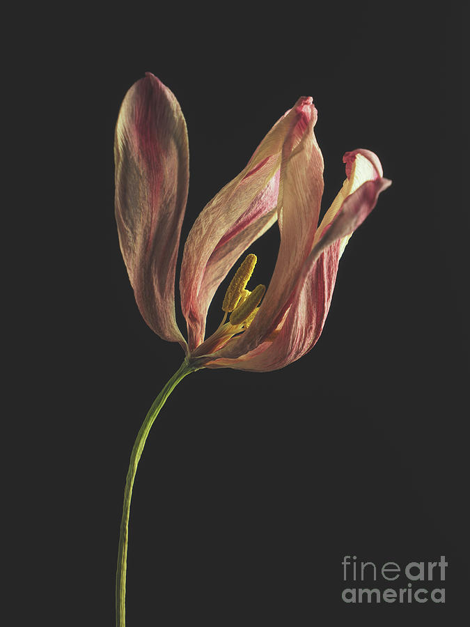 Withered purple tulip on a dark background #1 Photograph by Andreas Berheide