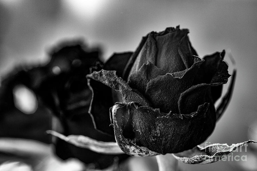 Withered Rose #1 Photograph by Jim Orr
