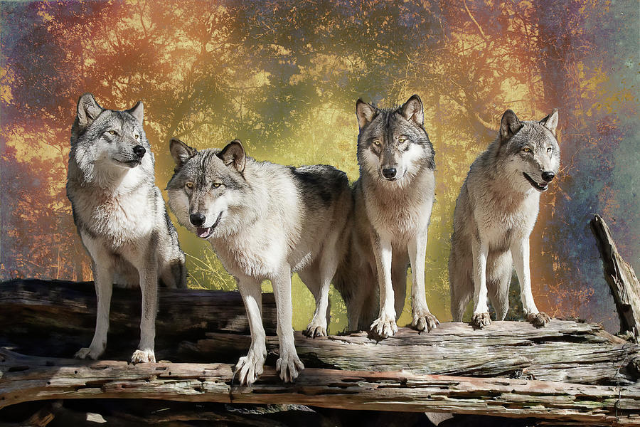 Wolf Pack #1 Photograph by Jeannee Gannuch