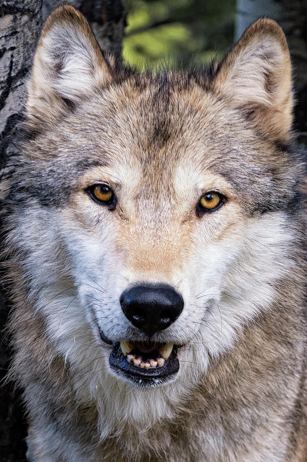 Wolf Portrait #2 Photograph by Tibor Vari