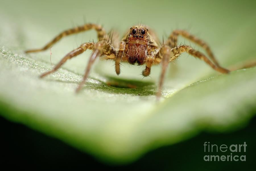 Wolf Spider #1 Photograph by Heath Mcdonald/science Photo Library
