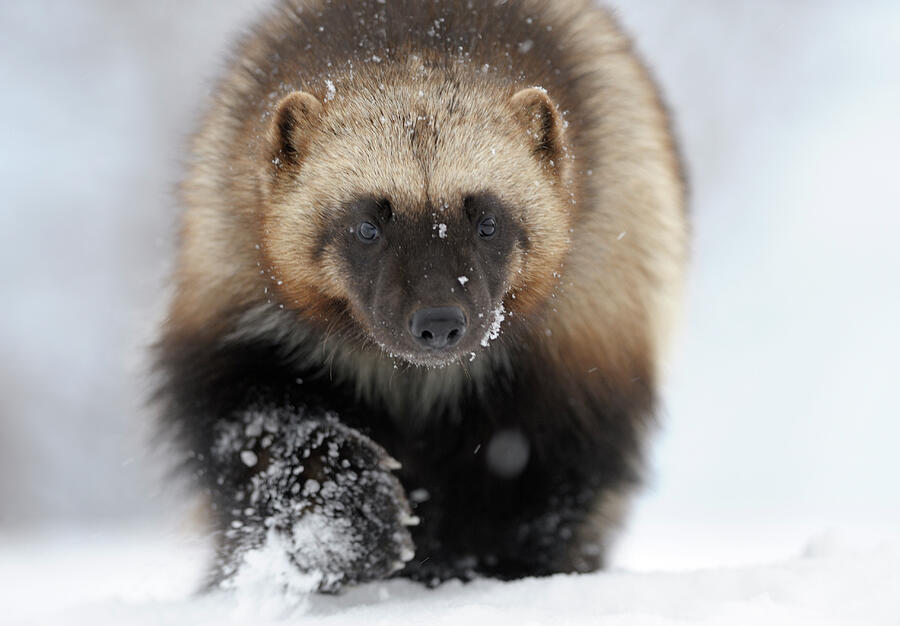 Wolverine Portrait. Kronotsky Zapovednik Nature Reserve #1 Photograph by Igor Shpilenok / Naturepl.com Wolverine Portrait. Kronotsky Zapovednik Nature Reserve #1 Photograph by Igor Shpilenok / Naturepl.com