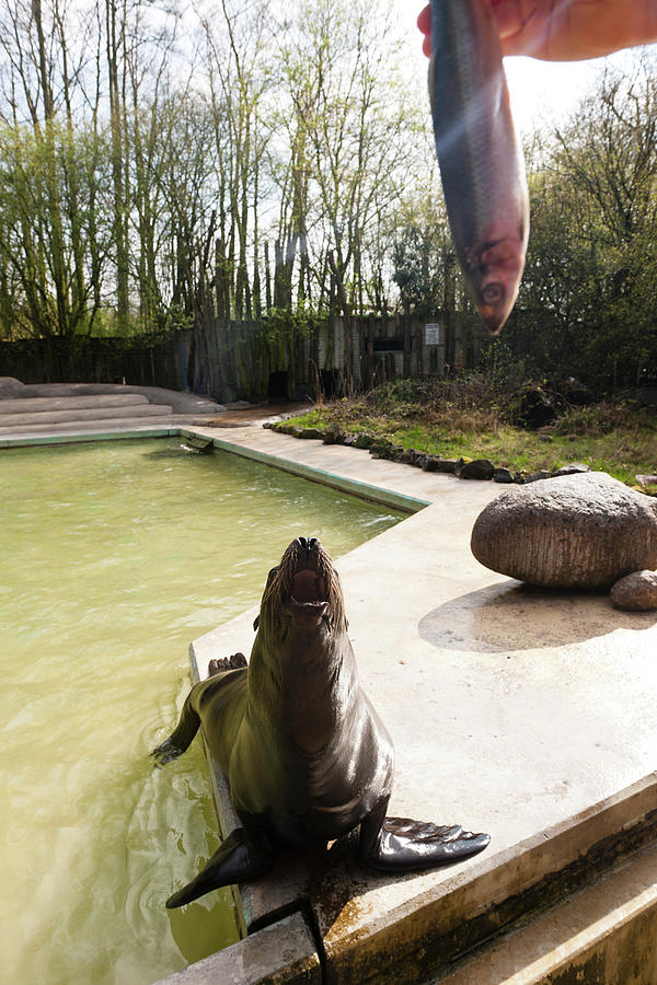 Woman Feeding Sea Lion In Zoo Osnabruck, Osnabruck, Germany #1 Photograph by Jalag / Gregor Lengler